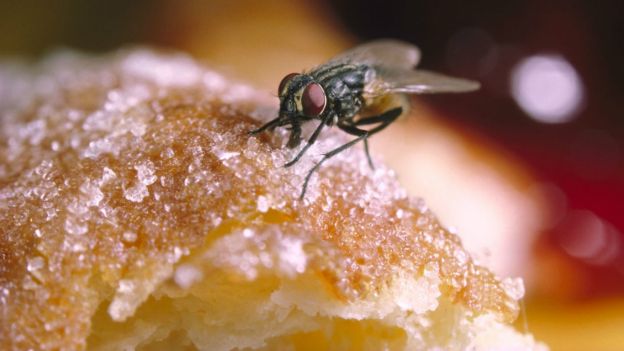 ECCO PERCHÈ Non Dovreste MAI Mangiare Qualcosa Su Cui S'è Posata UNA MOSCA