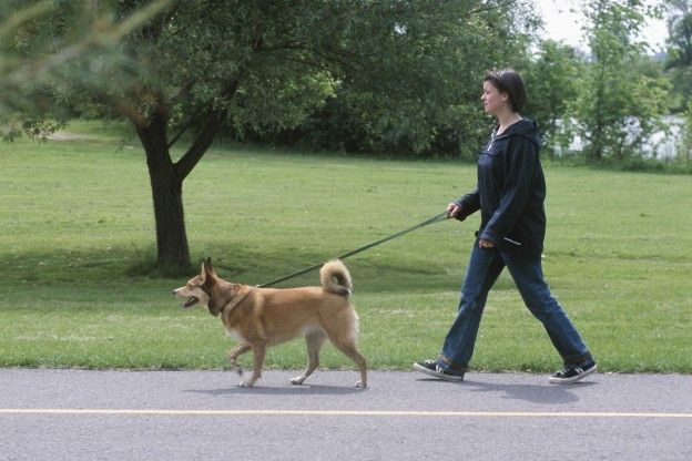 Porta fuori il cane