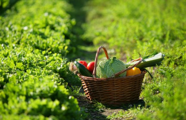 Fertilizzante da giardino