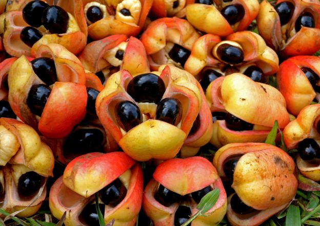 Ackee - Giamaica