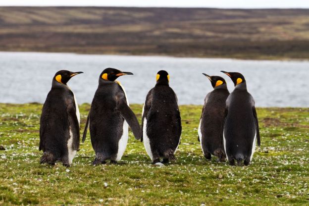 35 South Georgia Island, Antartide