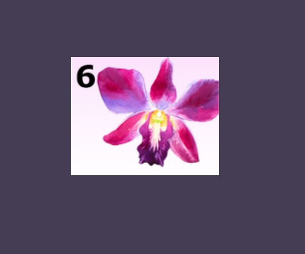 6. Orchidea