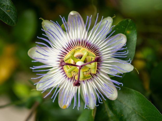 Passiflora