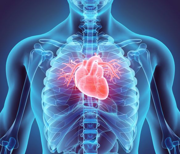 Dimuisce il rischio cardiovascolare