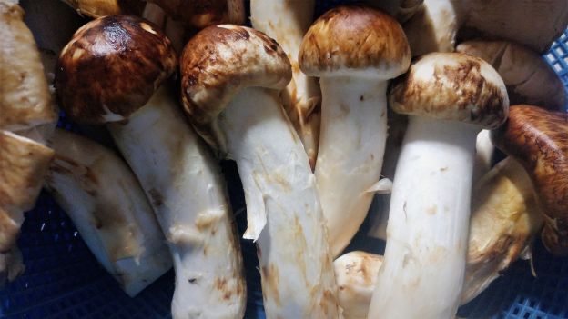 Funghi Matsutake