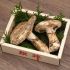 Setas Matsutake