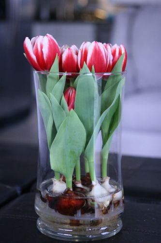 Tulipani