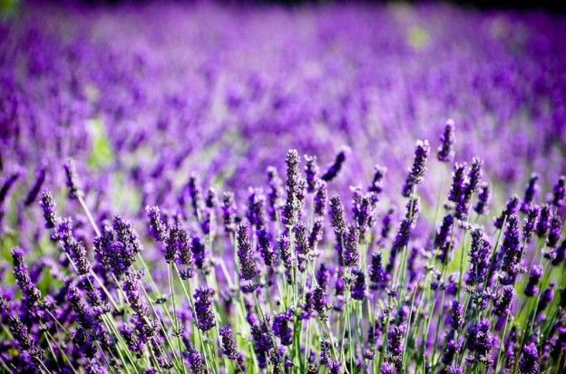 La lavanda