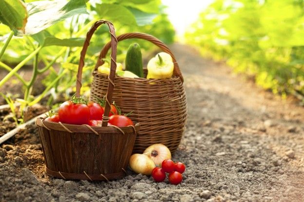 I pomodori ciliegino