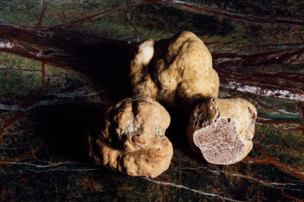 Tartufo bianco d'Alba