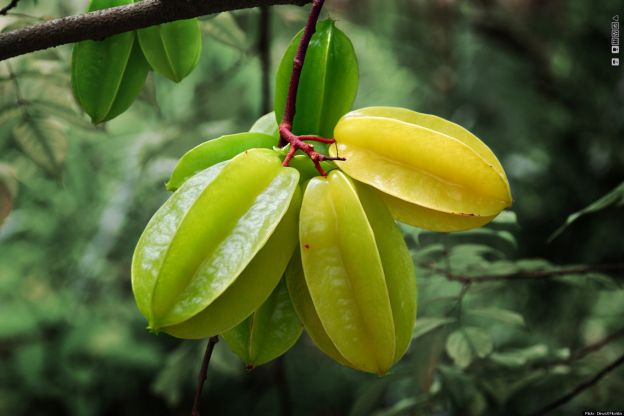 Averrhoa carambola (tutto il mondo)