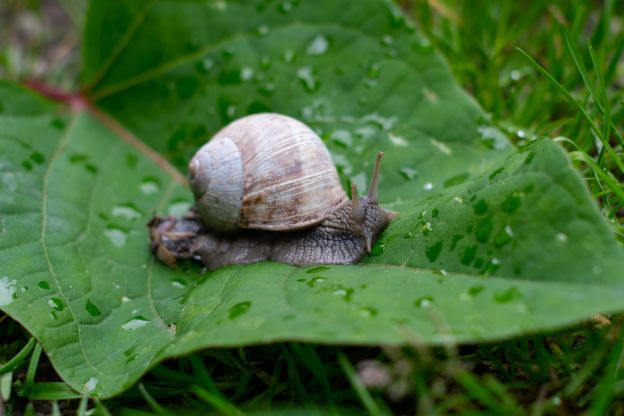 Escargots di Borgogna