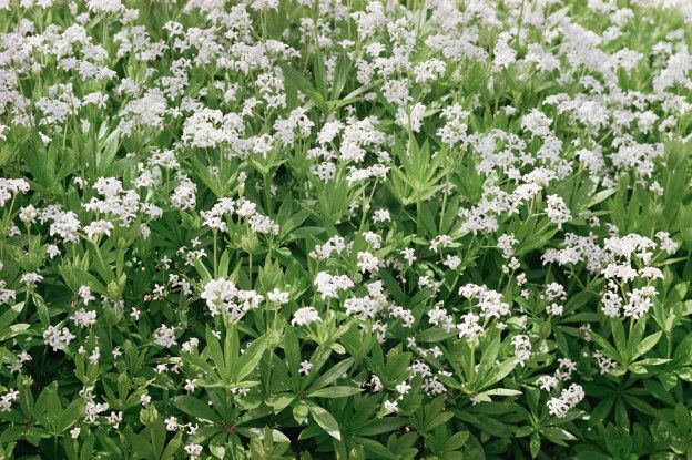 L'Asperula o stellina odorosa