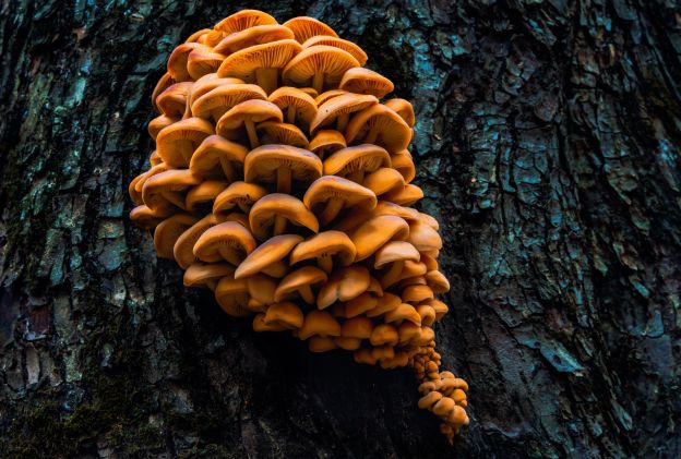 Flammulina velutipes