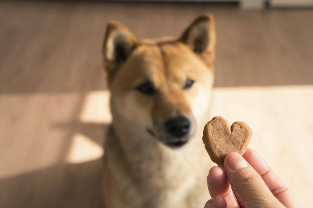 foto profilo del vostro animaletto domestico