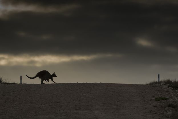 CANGURO Australia