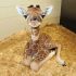 Baby giraffa