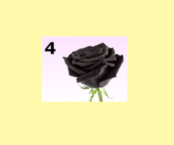 4. Rosa nera