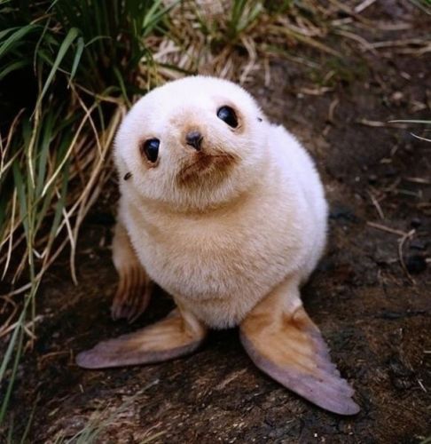 Baby foca