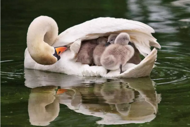 Sotto l'ala della mamma